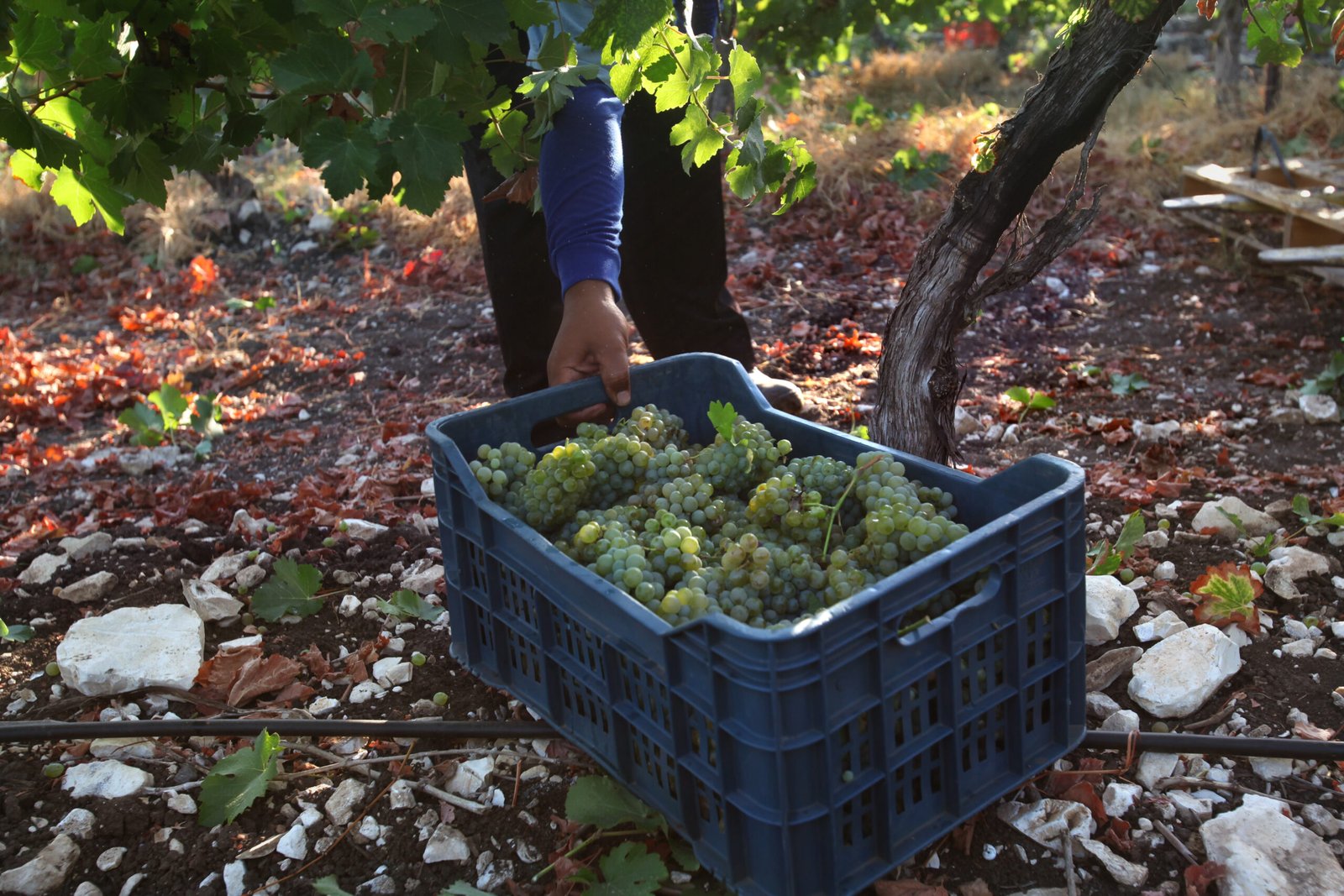 Bar-Maor Winery‎