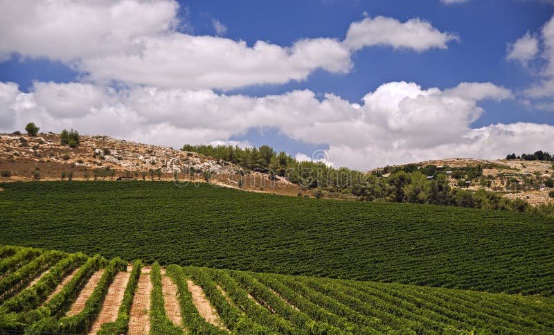 vineyards galilee