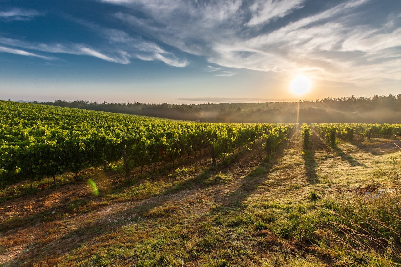 Israel winery