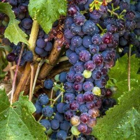 Smadar Winery winery