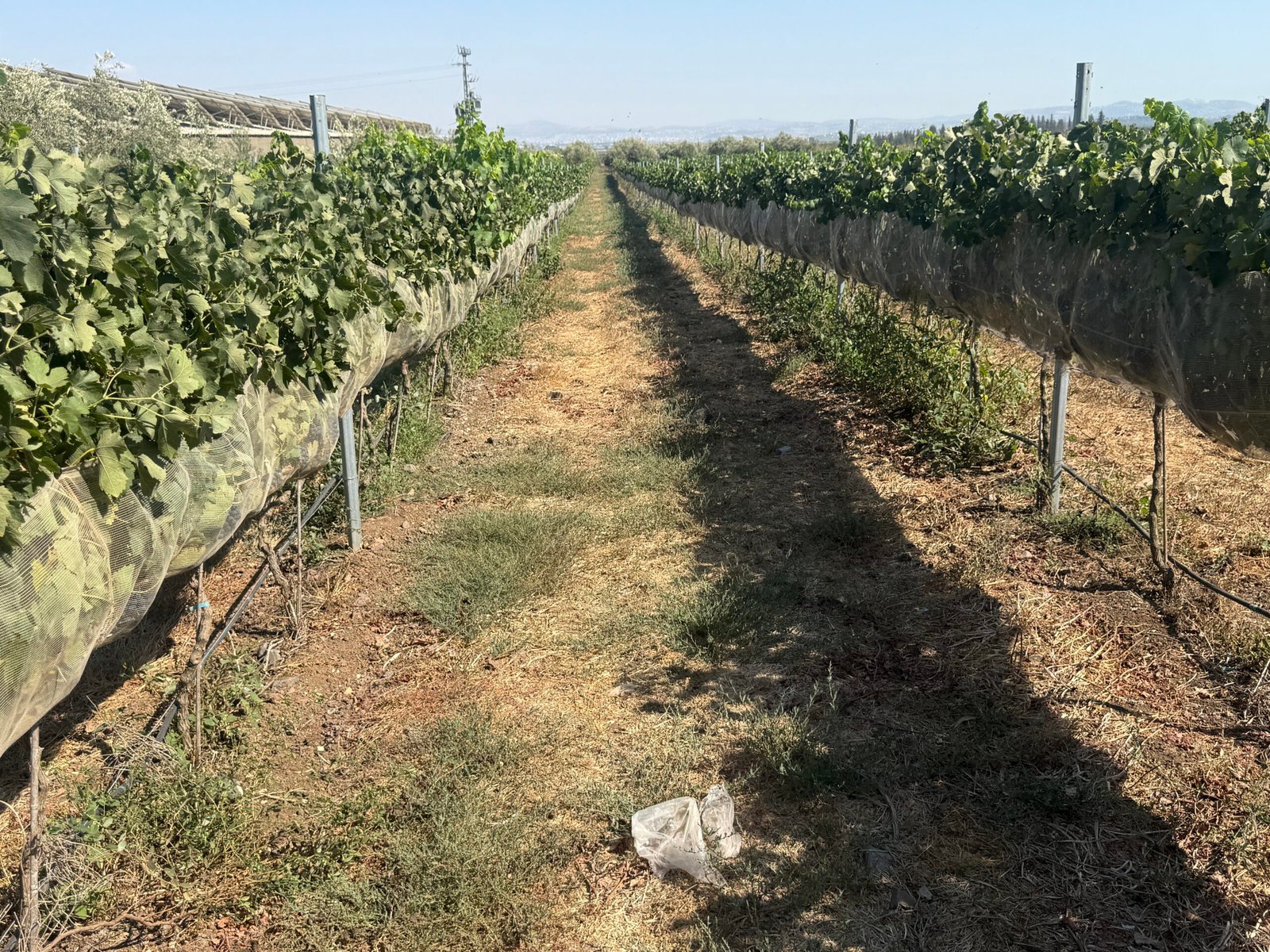 Shezaf Vineyard winery