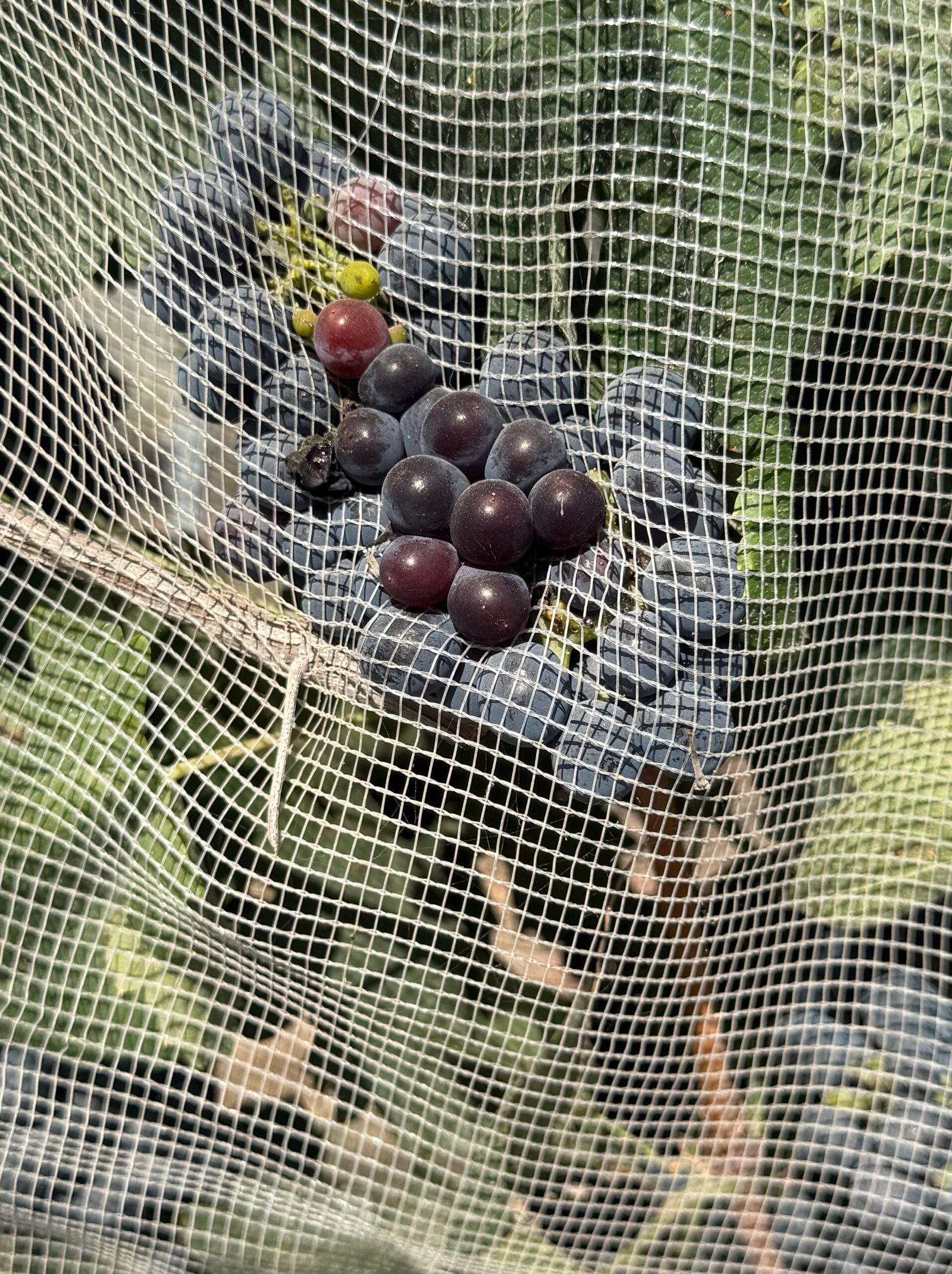 Dreyer Estate Winery winery