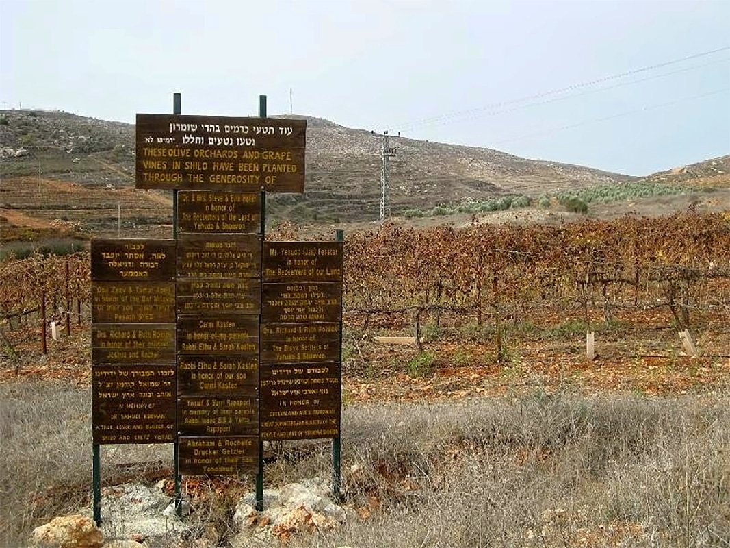 Reuven Winery winery