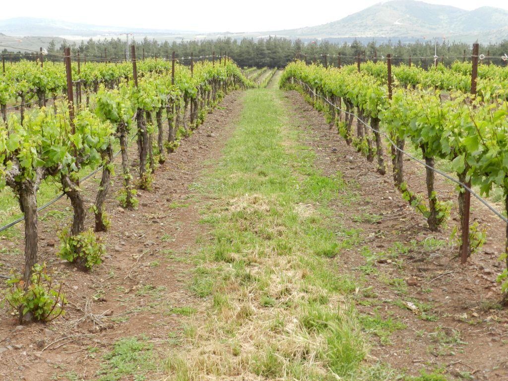 Bashan Winery winery