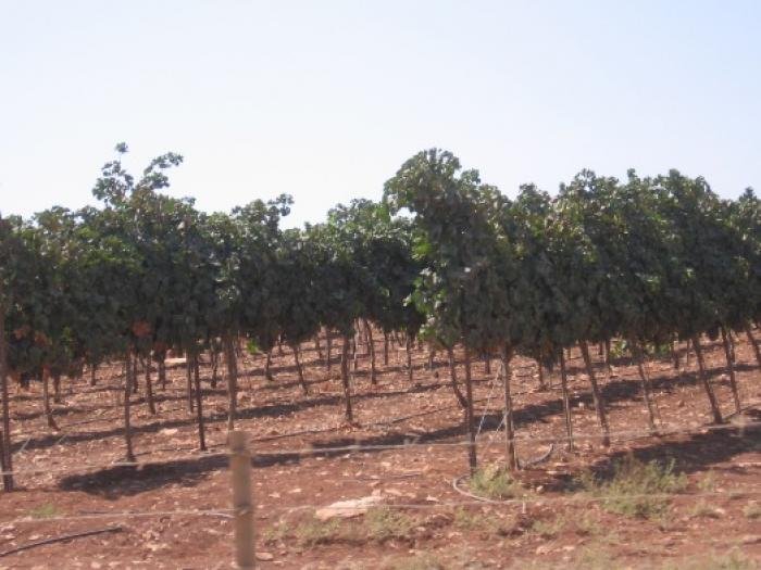 Amiad Winery winery
