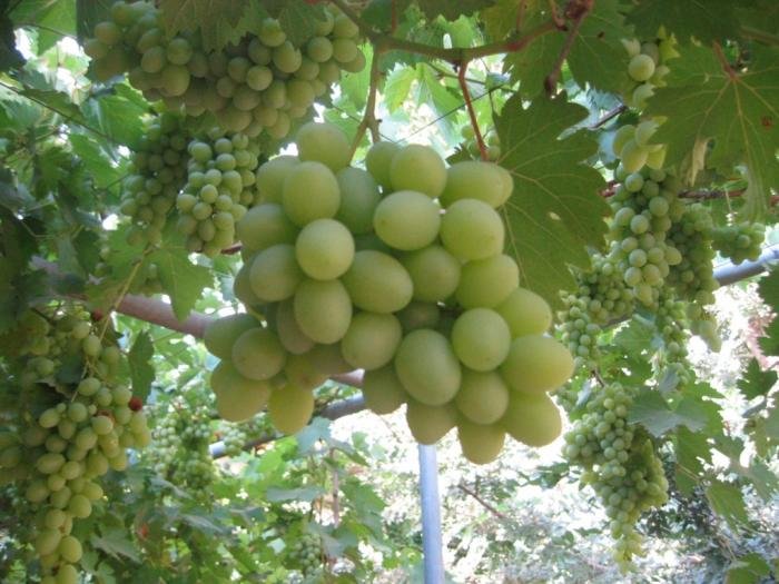 Amram’s Winery winery