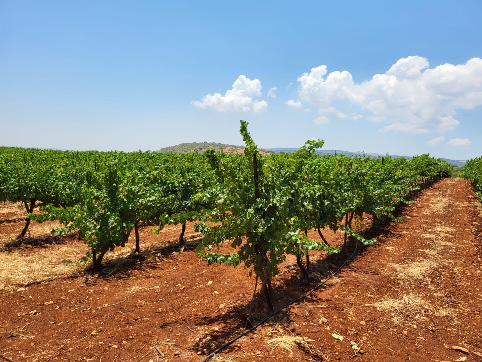 NAOR Boutique Winery vineyard rows in northern Israel